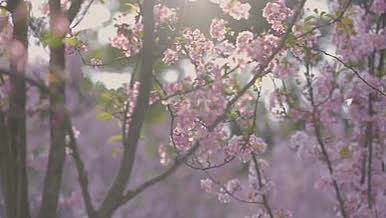 逆光粉色夕阳树木唯美治愈视频的预览图